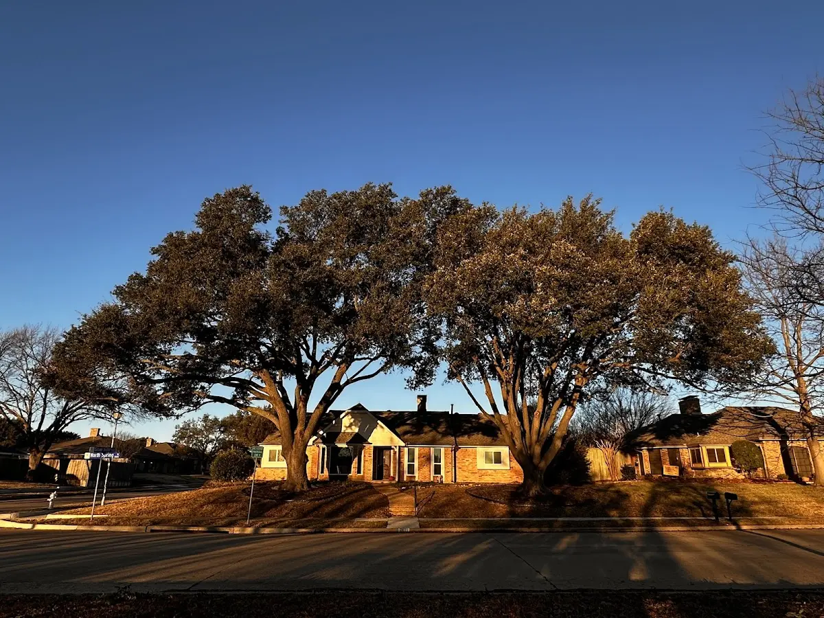 Established residential canopy tree shading a home in Effort